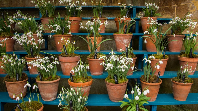 Different varieties of snowdrops displayed in terracotta pots on the blue benches of the Auricula theatre at Calke Abbey, Derbyshire